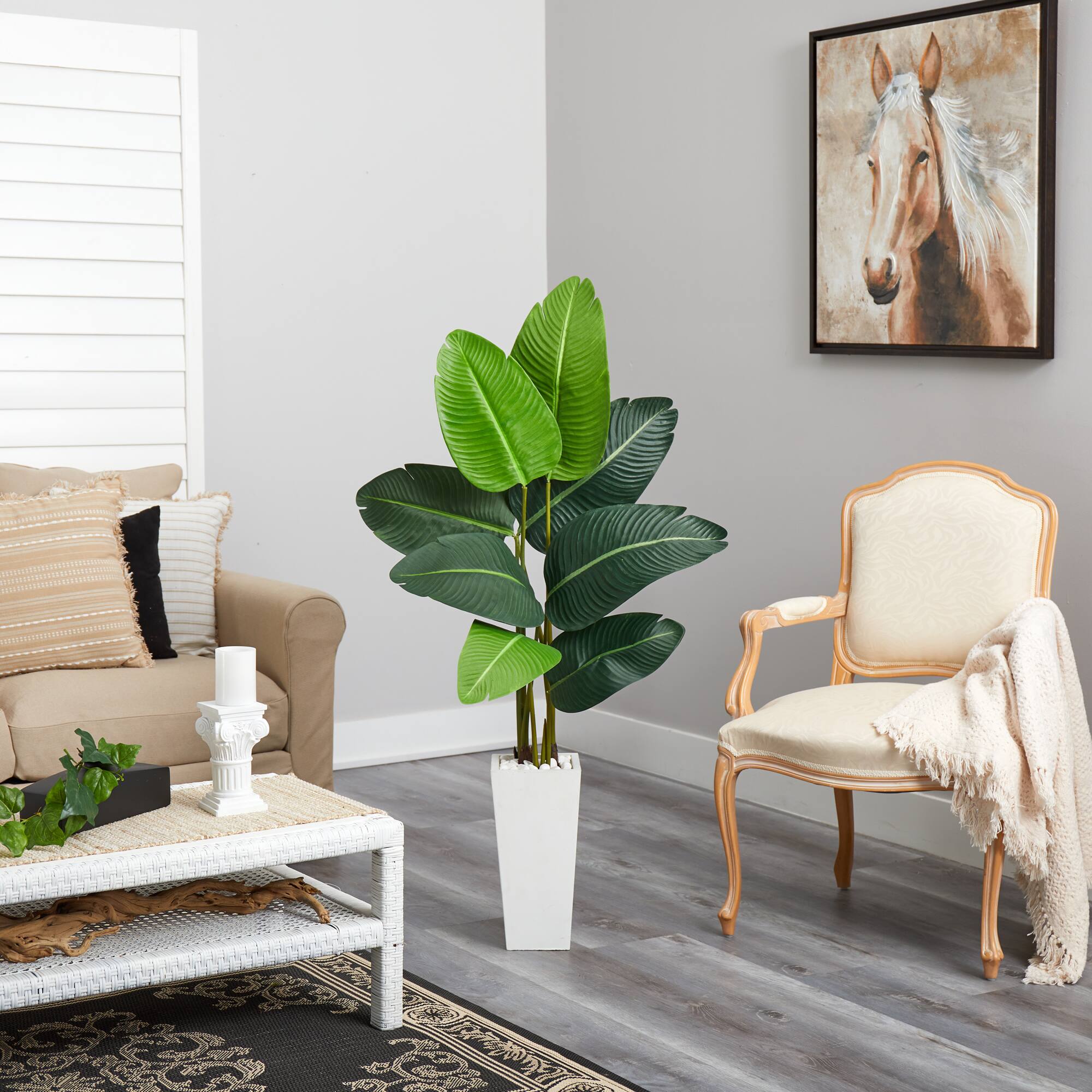 4.5ft. Travelers Palm Tree in White Planter